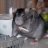 Captain_Rat